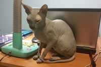 Кошка Донской Сфинкс