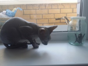 Летучая мышь и кошка 